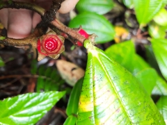 Blakea austin-smithii