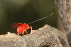 Iphiaulax