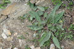 Hypochaeris maculata