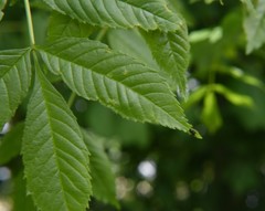 Sibianor aurocinctus