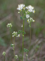 Thalictrum petaloideum