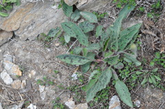 Hypochaeris maculata