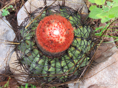 Melocactus zehntneri