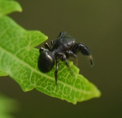 Sibianor aurocinctus
