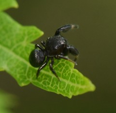 Sibianor aurocinctus