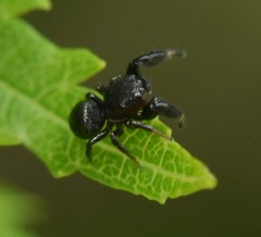 Sibianor aurocinctus