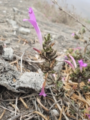 Dicliptera tomentosa