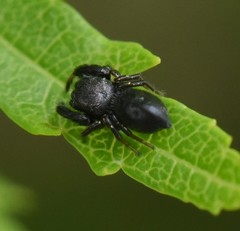 Sibianor aurocinctus