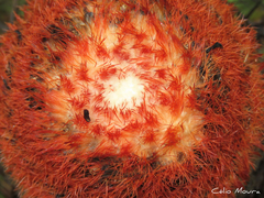 Melocactus zehntneri