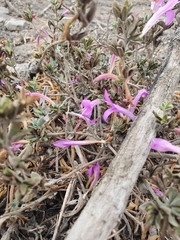 Dicliptera tomentosa