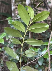 Eurya chinensis