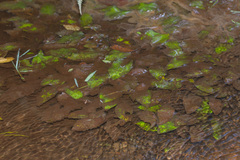 Cryptocoryne griffithii