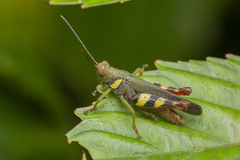 Apalacris varicornis