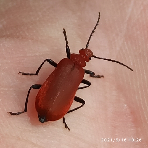 Pyrochroa serraticornis
