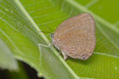 Arhopala major