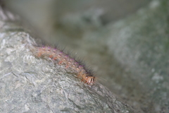 Lymantria xylina