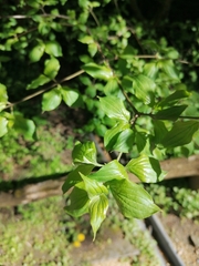 Cornus mas