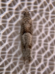 Pseudexentera vaccinii