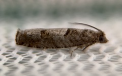 Pseudexentera vaccinii