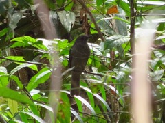 Lipaugus vociferans