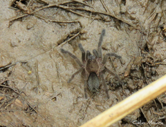 Dolichothele exilis