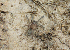 Dolichothele exilis