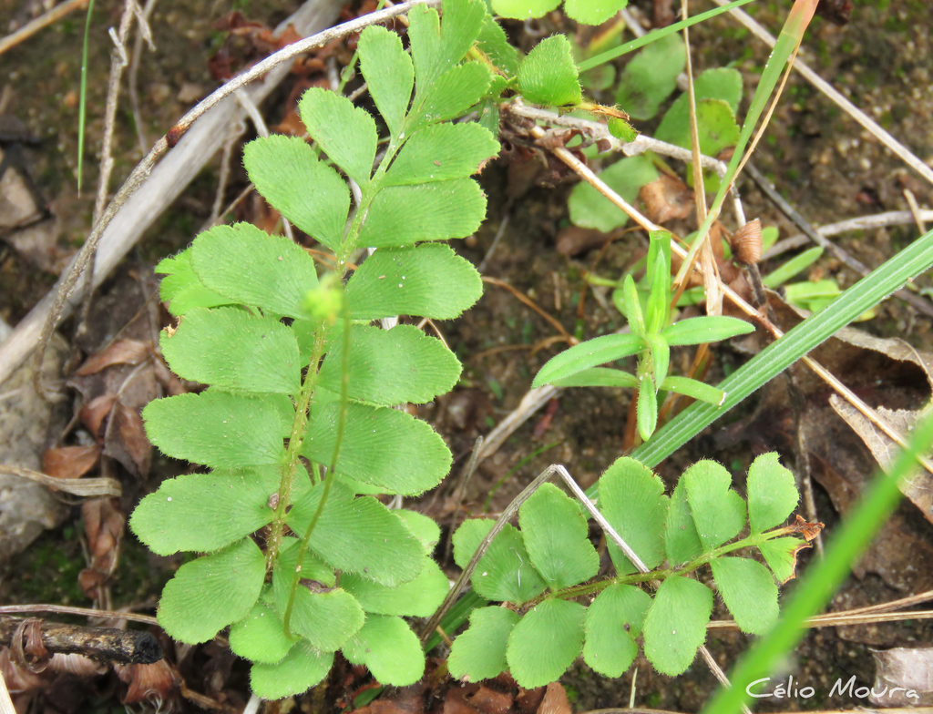Anemia dentata