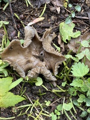 Entoloma clypeatum