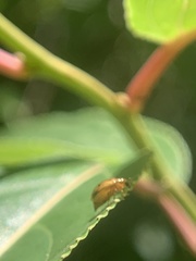 Monolepta longitarsoides