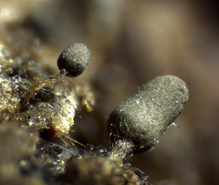 Arcyria virescens