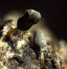 Arcyria virescens
