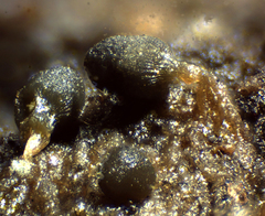 Arcyria virescens