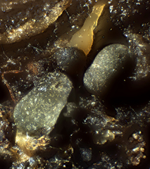 Arcyria virescens