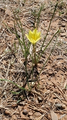 Zephyranthes longifolia