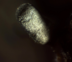 Arcyria virescens