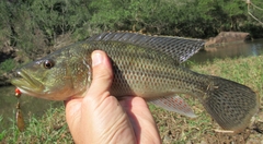 Serranochromis robustus