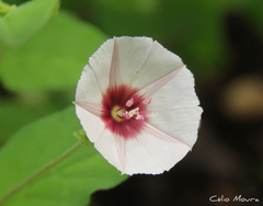 Jacquemontia gracillima