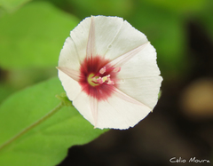 Jacquemontia gracillima