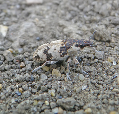 Bothynoderes affinis