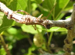 Leptoglossus clypealis