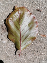 Fagus sylvatica