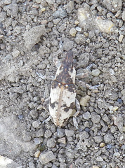 Bothynoderes affinis