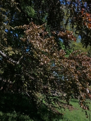 Fagus sylvatica
