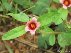 Sida castanocarpa