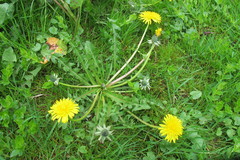 Taraxacum corynodes