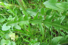 Taraxacum corynodes
