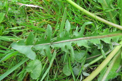 Taraxacum corynodes