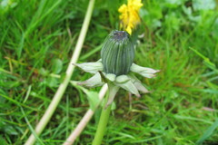 Taraxacum corynodes