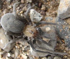 Sahastata