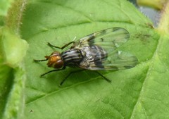 Otites porcus
